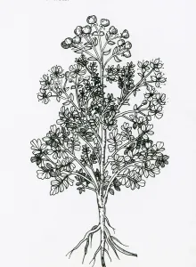 Horticultural Prints: Ruta Graveolens, Alchemy Plant
