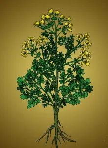 Garden Prints: Ruta Graveolens, Alchemy Plant