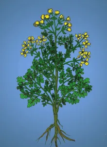 Plantae Prints: Ruta Graveolens, Alchemy Plant