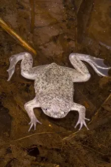 Star Prints: Sabana Surinam Toad
