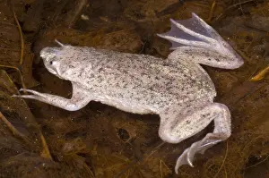 Star Prints: Sabana Surinam Toad