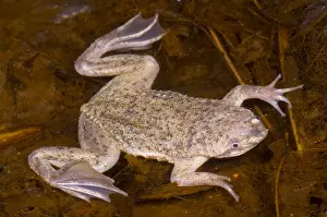Star Prints: Sabana Surinam Toad