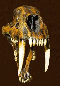 Predator Prints: Saber Toothed Cat Skull, Smilodon, Prehistoric Mammal, Fossil