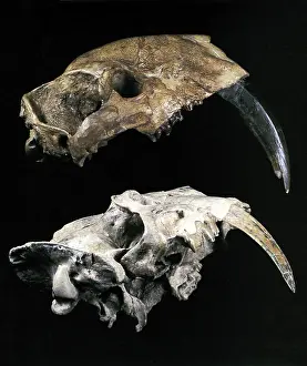 Skulls Prints: Saber-toothed Cats