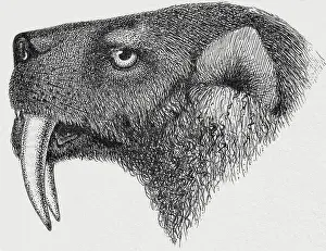 Pleistocene Prints: Saber-toothed Tiger