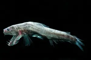 Scary Prints: Sabertooth (Odontostomops normalops)