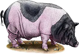 Pigs Prints: Saddleback Pig