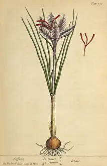 Illustrator Prints: Saffron, Medicinal Plant, 1737