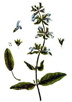 Sage, Alchemy Plant