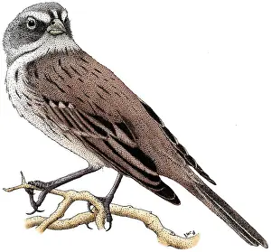 Avian Prints: Sage Sparrow