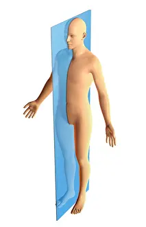 Figure Prints: Sagittal Plane
