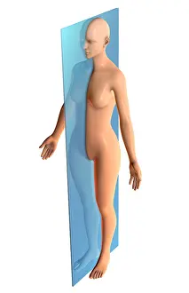 Body Prints: Sagittal Plane, Illustration