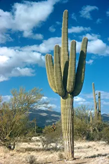 Cactus Prints: Saguaro Cactus