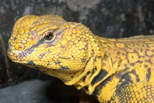 Captivity Prints: Saharan Uromastyx