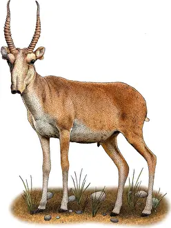 Bovidae Prints: Saiga antelope