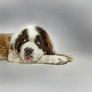 Science Source Collection Prints: Saint Bernard