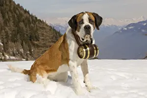 Dogs Prints: Saint Bernard