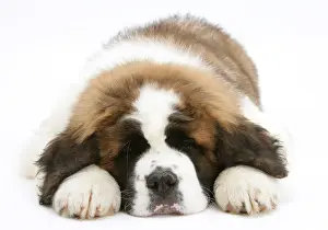 Saints Prints: Saint Bernard puppy sleeping
