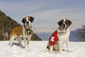 Landscapes Prints: Two Saint Bernard Rescue Dogs, Barrel of Whiskey or Brandy, Swiss Flag, Switzerland, Alps
