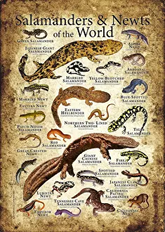 Newt Prints: Salamanders and Newts of the World