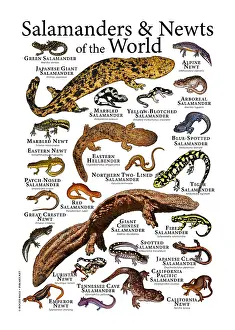 Newt Prints: Salamanders and Newts of the World