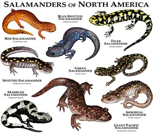Poster Prints: Salamanders of North America