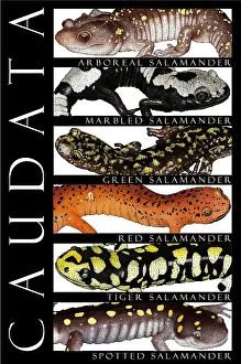 Type Prints: Salamanders, Poster