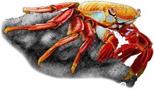 Arthropods Prints: Sally Lightfoot Crab