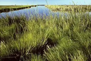 Monocot Prints: Saltmarsh Cordgrass (Spartina alterniflora)