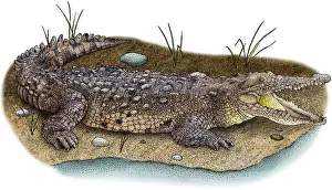 Crocodile Prints: Saltwater Crocodile