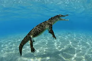 Prints of Saltwater crocodile. Crocodylus porosus. Kimbe Bay. West New Britain. Papua New Guinea. Pacific Ocean : Saltwater crocodile