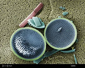 Sphere Prints: Saltwater Diatom