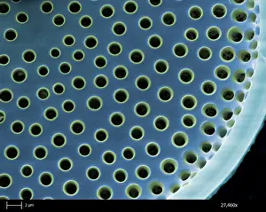 Nature, History, Science Prints: Saltwater Diatom