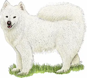 Standing Prints: Samoyed