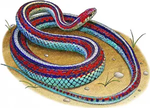 Francisco Prints: San Francisco Garter Snake