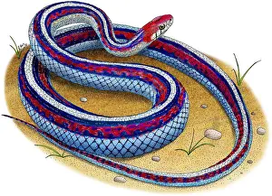 Threatened Prints: San Francisco Garter Snake