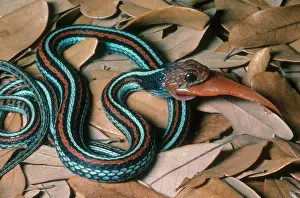 : San Francisco Garter Snake