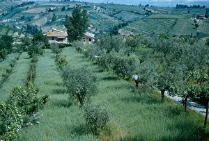 Landscape Prints: San Gimignano Agriculture