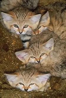 Nature, History, Science Prints: Sand cats