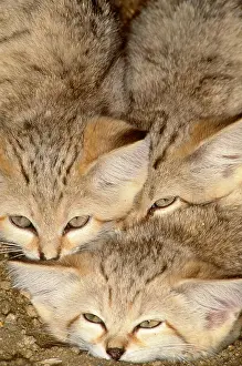 Misc 2 Prints: Sand Cats
