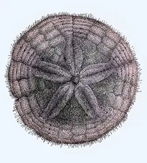 2015 Prints: Sand Dollar, Echinoderm