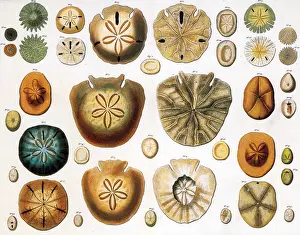 Shells Prints: Sand Dollars and Heart Urchins