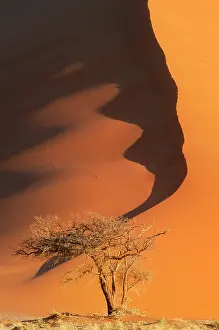 Tree Prints: Sand dunes, Namibia