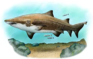 Spotted Prints: Sand Tiger Shark