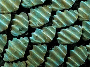 False Prints: Sandbar Shark Skin, under a microscope (SEM)