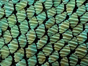 Nature, History, Science Prints: Sandbar Shark Skin, under a microscope (SEM)