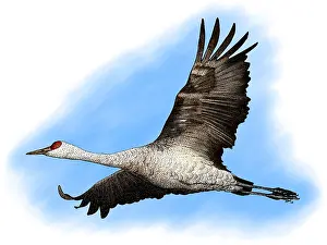 Grus Prints: Sandhill Crane