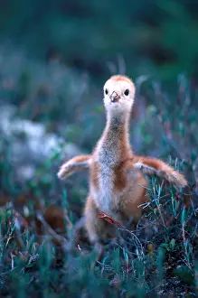 Aves Prints: Sandhill Crane chick (Grus canadensis)