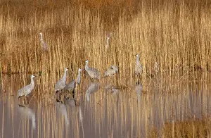 Misc 2 Prints: Sandhill Crane (Grus canadensis)