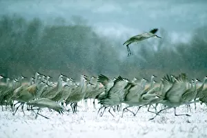 Flying Prints: Sandhill cranes